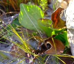 Mairia coriacea