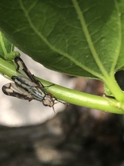Dorycera