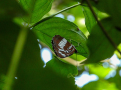Neptis rivularis