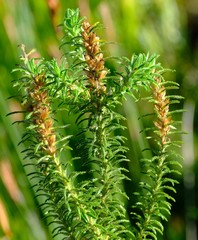 Myrovernix glandulosus