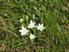 Ornithogalum baeticum