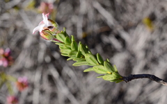 Adenandra odoratissima