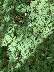 Anemonoides nemorosa