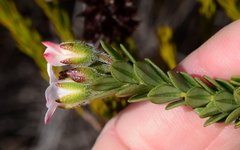 Adenandra odoratissima
