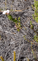 Adenandra odoratissima