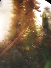 Macromitrium gracile