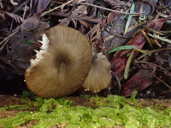 Entoloma asprellopsis