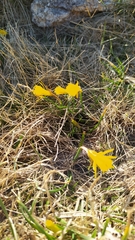 Narcissus bulbocodium