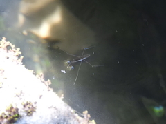 Gerris gracilicornis