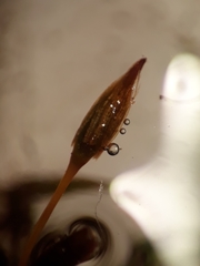 Macromitrium gracile