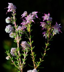Erica eriocephala