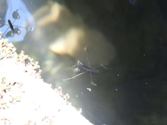 Gerris gracilicornis