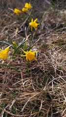 Narcissus bulbocodium