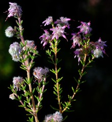 Erica eriocephala