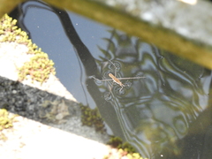 Gerris gracilicornis