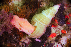 Lugubrilaria lugubris
