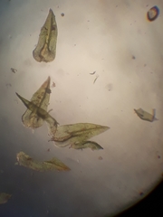 Macromitrium gracile