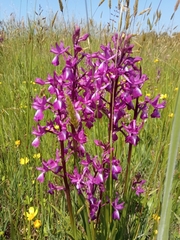 Anacamptis laxiflora