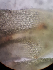 Macromitrium gracile