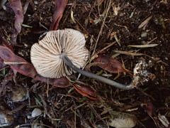 Entoloma asprellopsis