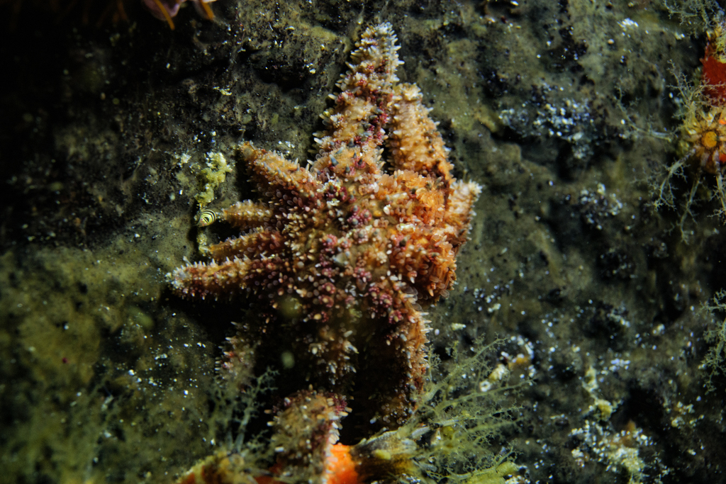 many-armed starfish
