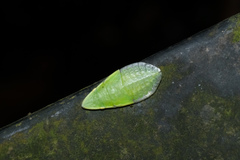 Petalocephala