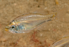 Siphamia roseigaster