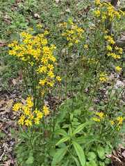 Senecio doria