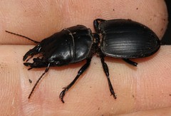 Pachyodontus languidus