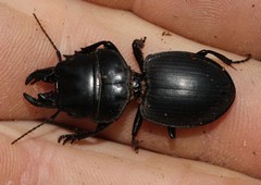 Pachyodontus languidus