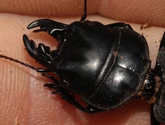 Pachyodontus languidus