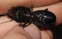 Pachyodontus languidus