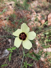 Hibiscus caesius