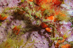 Achaeopsis spinulosa