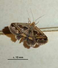 Acantholipes trimeni