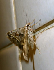 Acantholipes trimeni