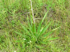 Yucca cernua