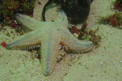 Astropecten irregularis pontoporeus