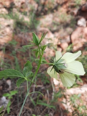Hibiscus caesius