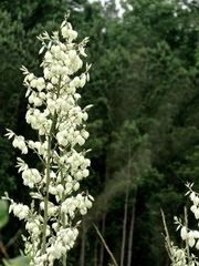 Yucca cernua