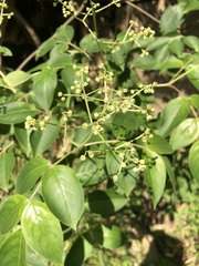 Staphylea japonica
