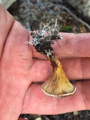 Austropaxillus squarrosus