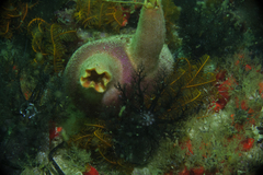 Ascidia incrassata
