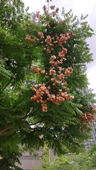 Koelreuteria bipinnata