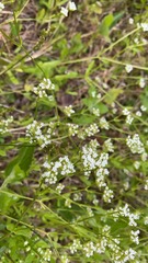Valerianella umbilicata