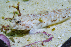 Caffrogobius saldanha