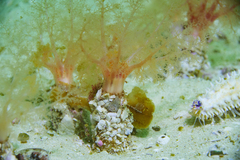 Thyone aurea