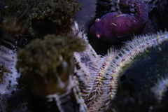 Apletodon pellegrini