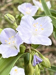 Tradescantia × andersoniana