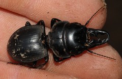 Pachyodontus languidus